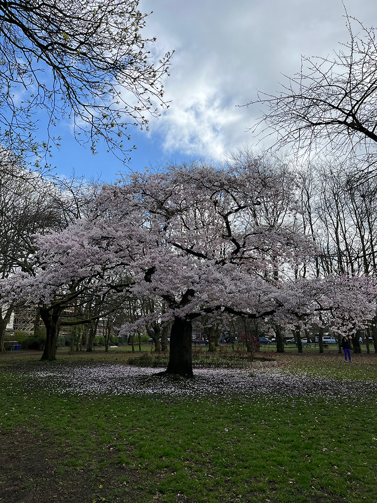 blossom tree